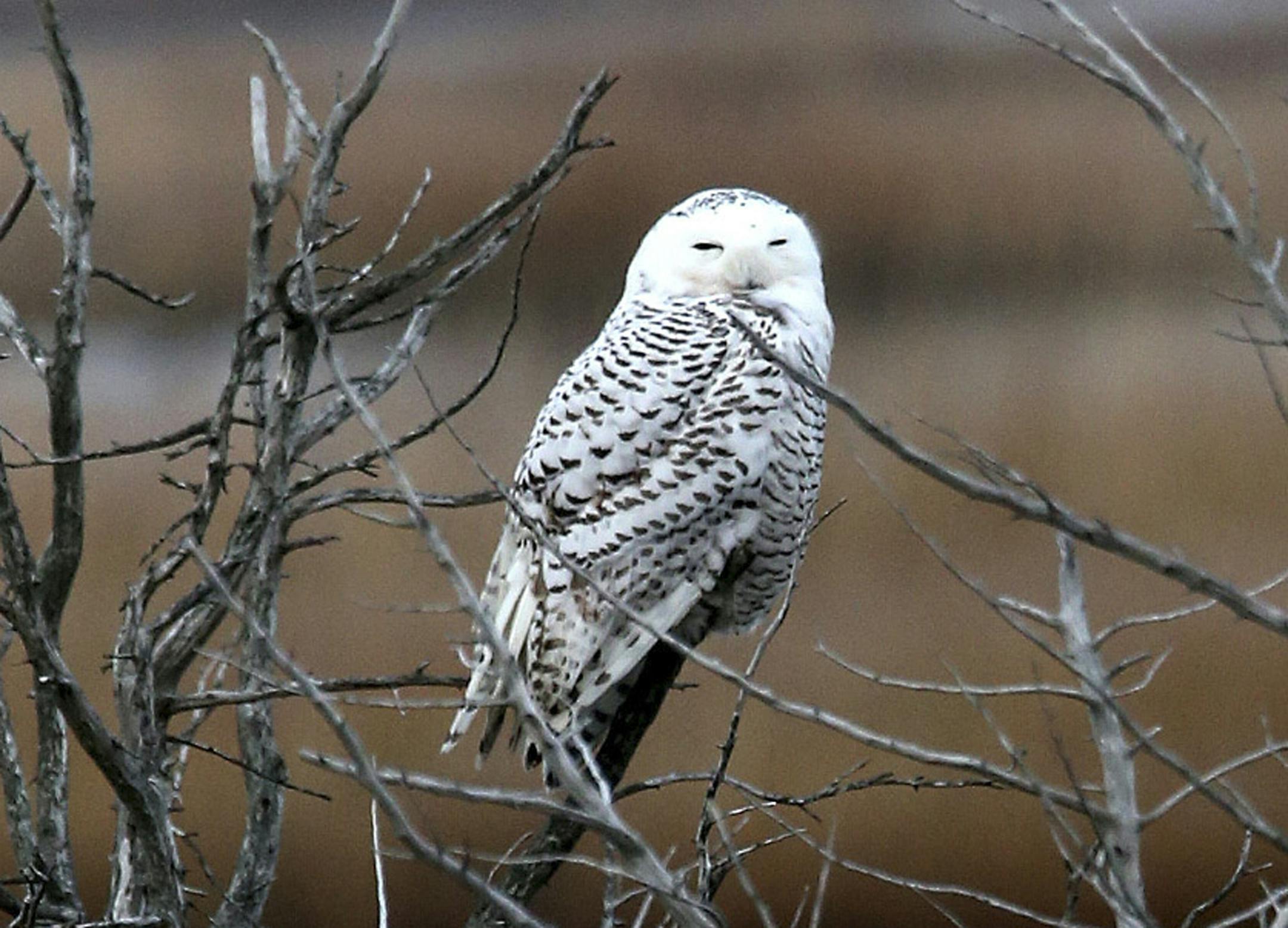 A snowy owl rests on a branch at the Edwin B. Forsythe National Wildlife Refuge in Galloway Township, N.J. The Port Authority of New York and New Jersey says that over the past three weeks five planes at John F. Kennedy International, Newark Liberty International and LaGuardia airports have been struck by snowy owls. In a statement released Dec. 9, 2013, the agency said it is working with the New York State Department of Environmental Conservation to immediately implement a program to trap and r