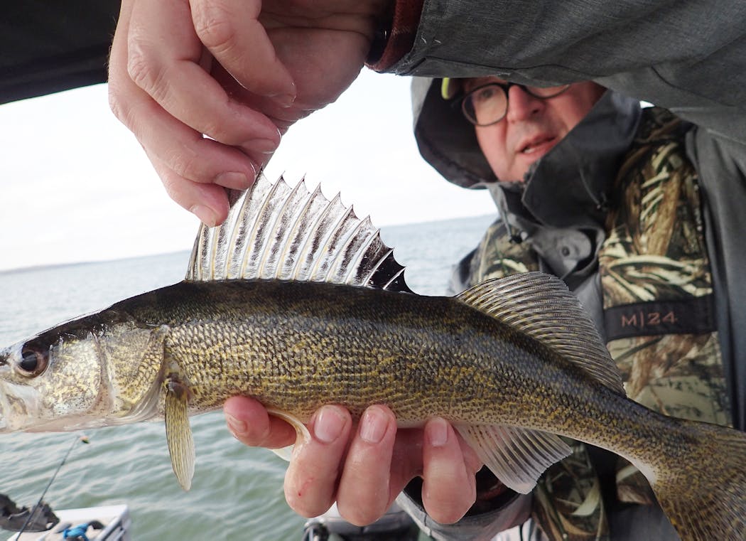 David Whitescarver of Golden Valley inspects a Devils Lake walleye, one of more than 275 caught on a September fishing trip taken by six Minnesotans who had never before wetted a line on the lake’s vast open water.