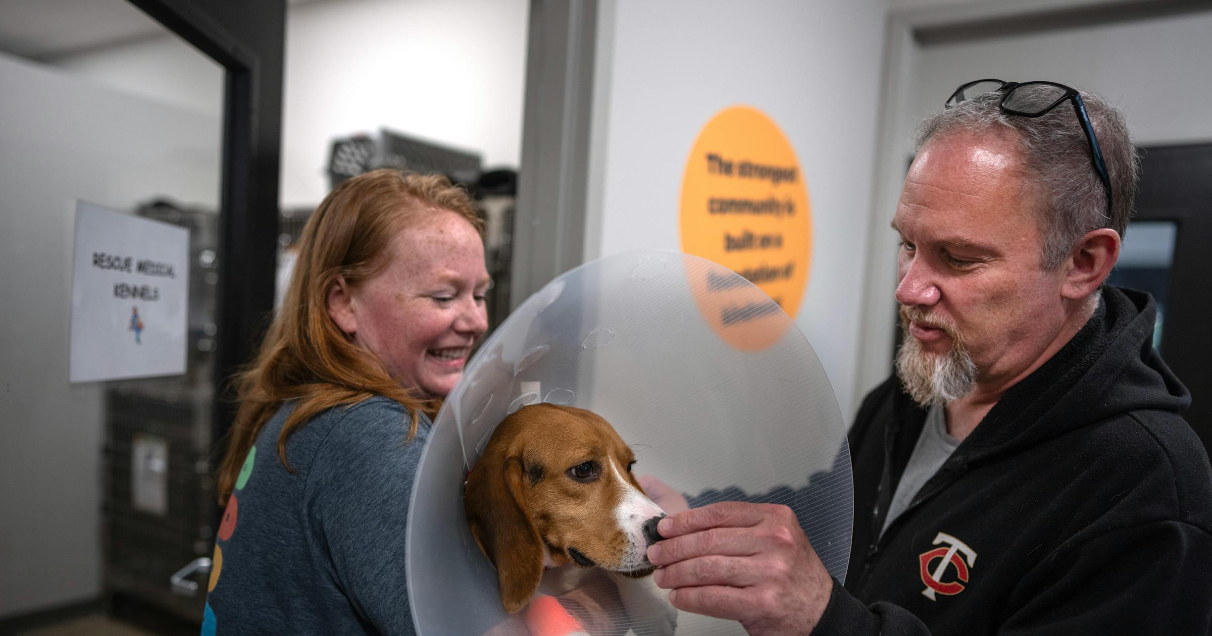 Rescued Ridglan beagles are getting ready for adoption in Minn.