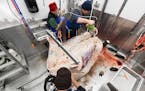 Workers processed a cow carcass in a “mobile slaughter unit” designed by the Washington-based company Friesla.