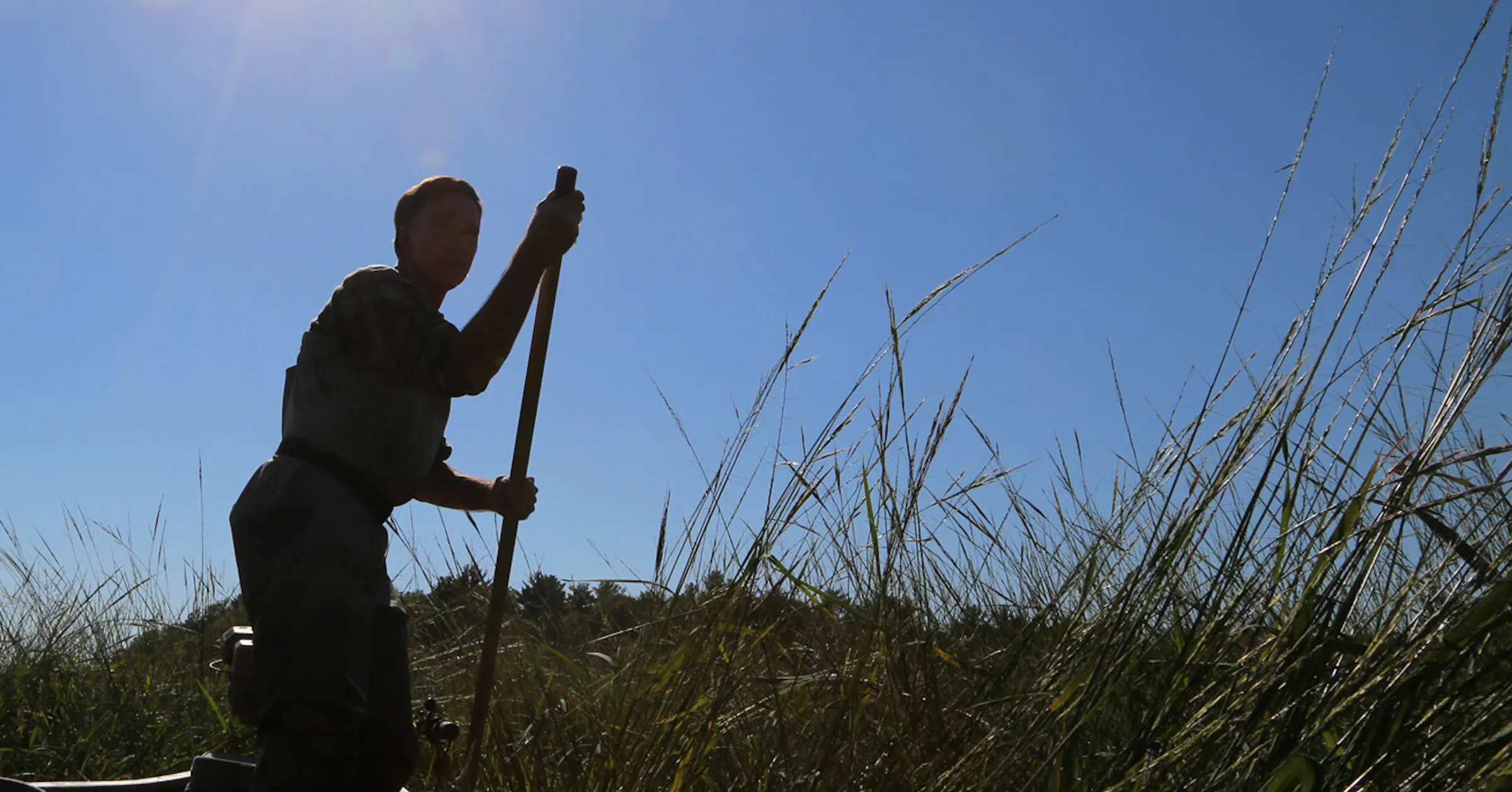 Wild Rice Pollution Counterpoint: The science is clear: Protect our wild rice