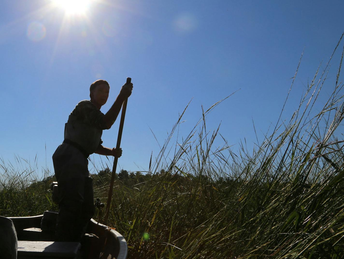 Hunting rails is in many ways like gathering wild rice: physically challenging. Here Bill Marchel poles his boat quietly through a thick stand of wild rice. ORG XMIT: MIN1409181659372857