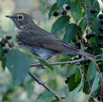 The Swainson's thrush, an "avoider" species, is undergoing more "divorces" due to urban development. MUST CREDIT: John Marzluff - University of Washin