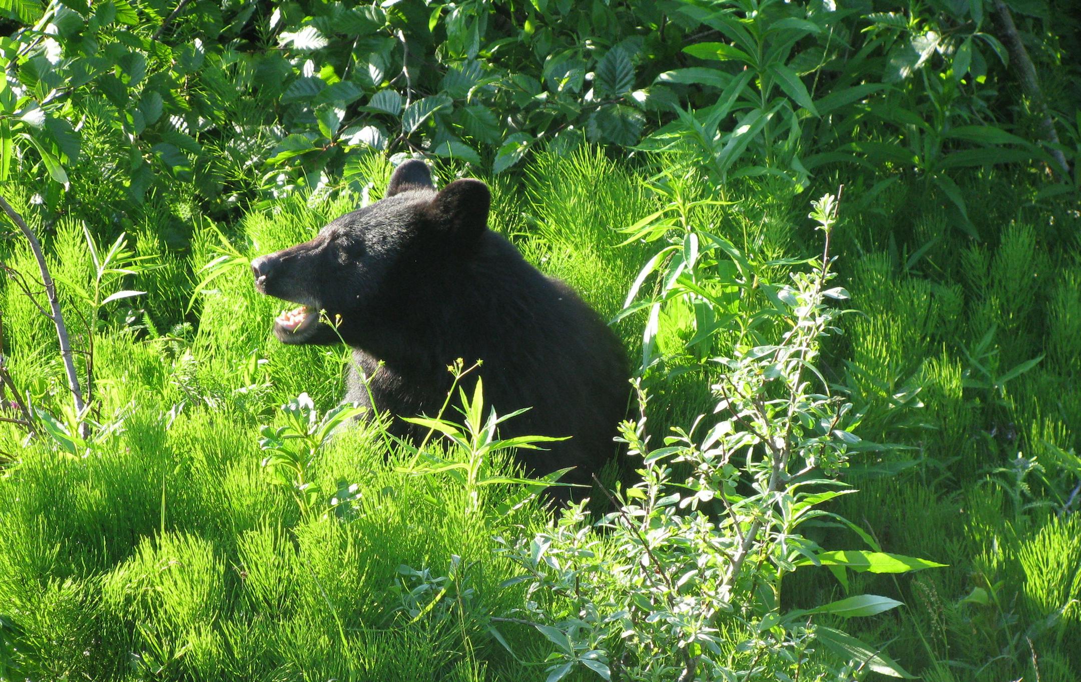 A young black bear is seen near the Mendenhall Glacier Visitor Center on Saturday, June 23, 2012, in Juneau, Alaska. (AP Photo/Becky Bohrer)