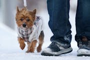 Eric Lindblad walked his bundled up 1-year-old Yorkshire Terrier, Supernova, through the snow in Northeast Minneapolis last month.