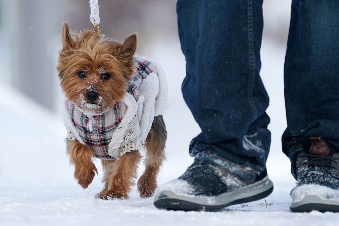 Eric Lindblad walked his bundled up 1-year-old Yorkshire Terrier, Supernova, through the snow in Northeast Minneapolis last month.