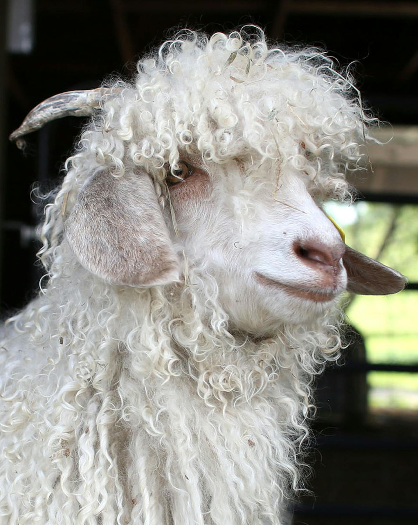 Angora goats hung out in the barn after lunch ] (KYNDELL HARKNESS/STAR TRIBUNE) kyndell.harkness@startribune.com Heritage gardens for the Shakopee Mdewakanton community in Shakopee Min., Tuesday, August, 19, 2014.