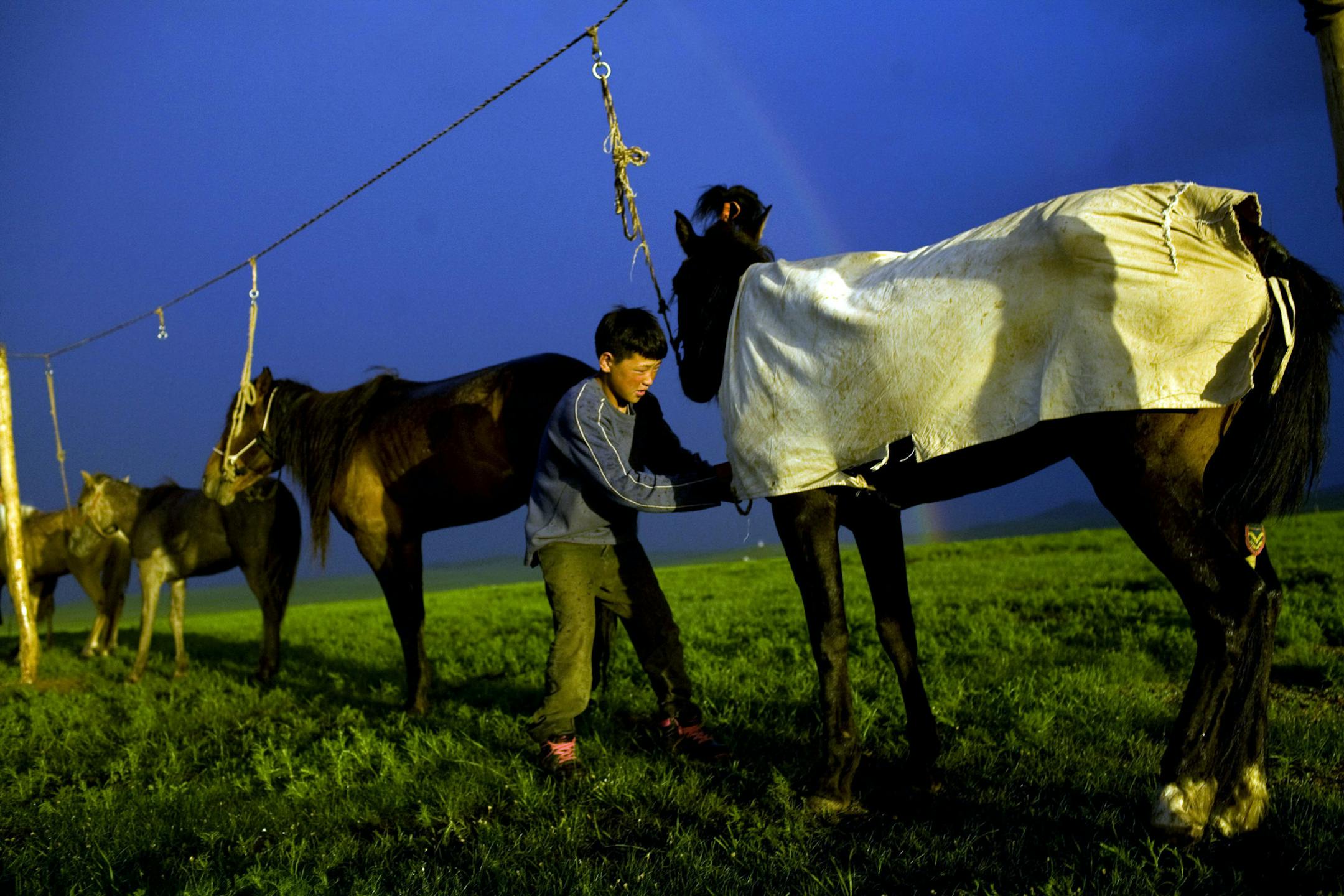 (NYT34) KHUI DOLOON KHUDAG, Mongolia -- July 10, 2008 -- MONGOLIA-HORSE-RACES -- A boy jockey ties horses in Khui Doloon Khudag, Mongolia, on Tuesday, July 8, 2008. The boy rode the stallion in a trot around the camp, cooling it down after a lengthy ride across the steppe. He was humming his favorite Mongolian hip-hop songs, by groups like Tartar, Flash and Guy 666. Nearby, in the family's round felt tent, or ger, the boy's father strung a wire from a satellite dish to a big-screen television. H