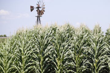 A field of corn grows in front of an old windmill in Pacific Junction, Iowa, Wednesday, July 11, 2018. (AP Photo/Nati Harnik) ORG XMIT: IANH1