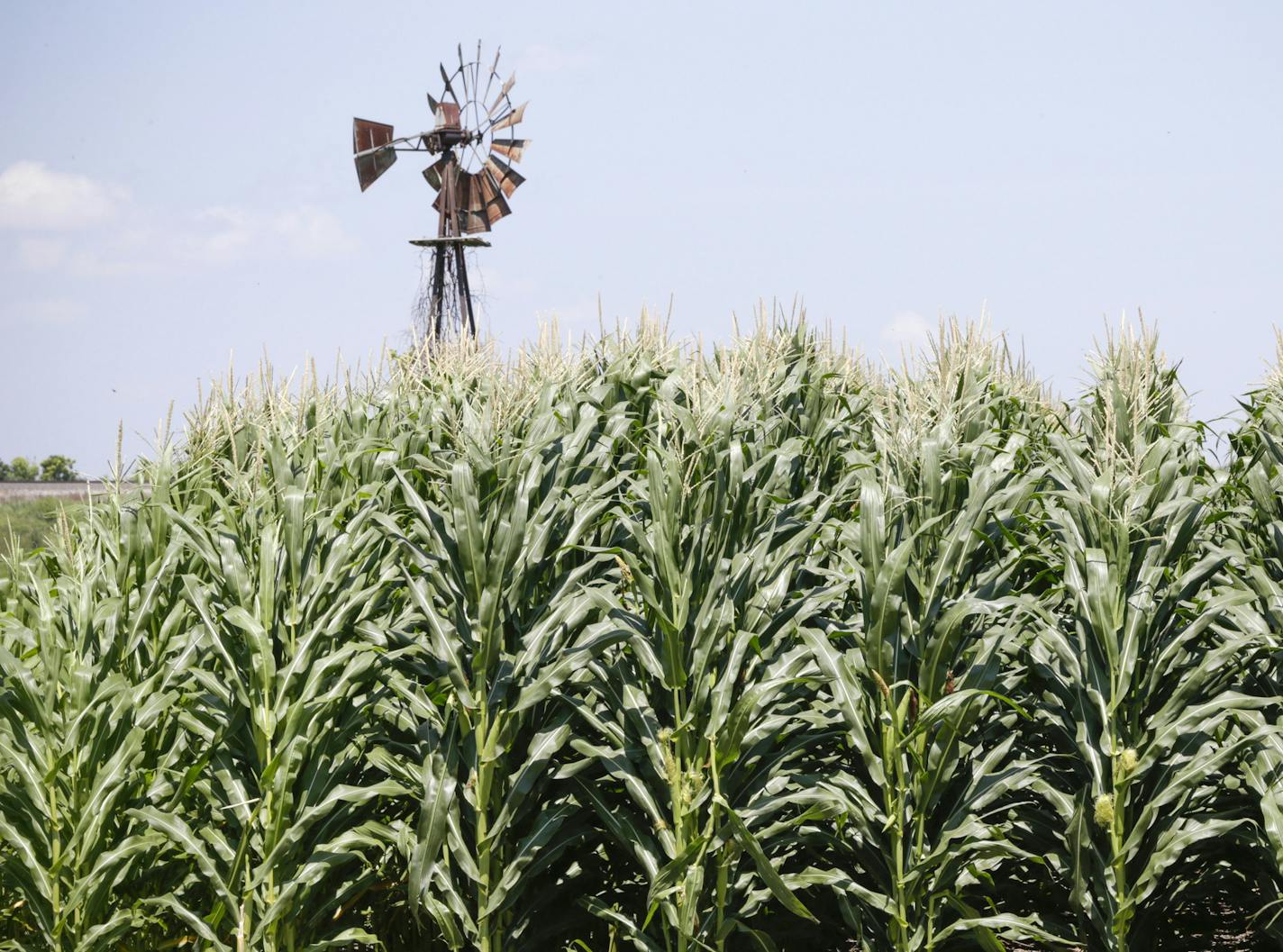 A field of corn grows in front of an old windmill in Pacific Junction, Iowa, Wednesday, July 11, 2018. (AP Photo/Nati Harnik) ORG XMIT: IANH1