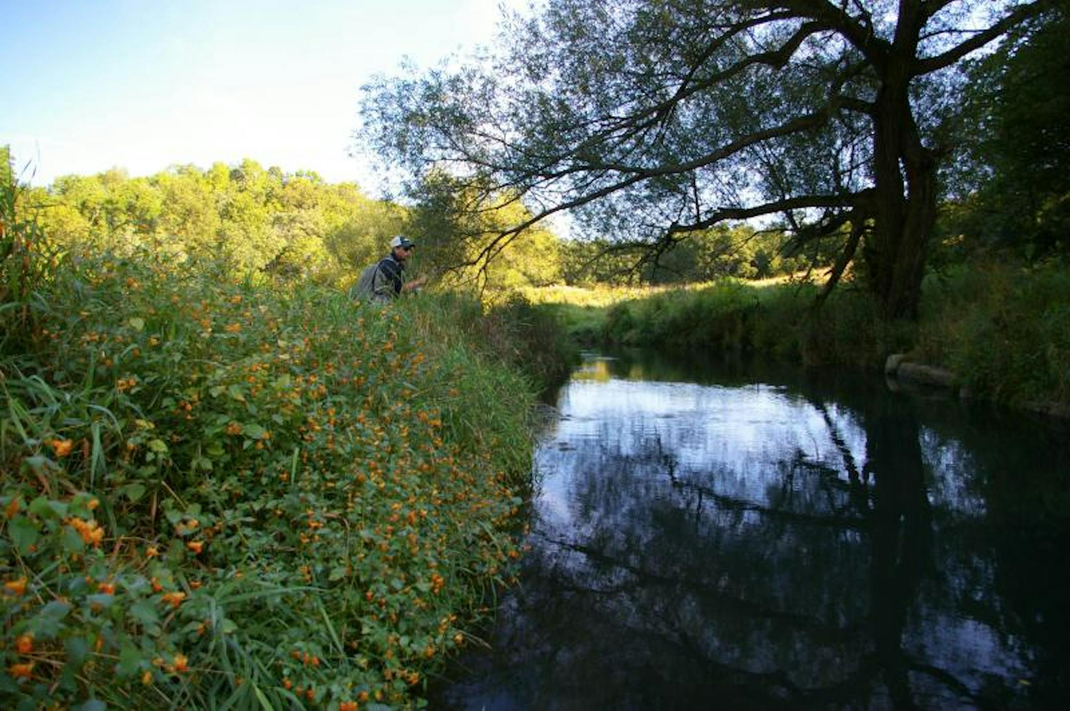 An angler fishes a "trout creek" for native Chubs.