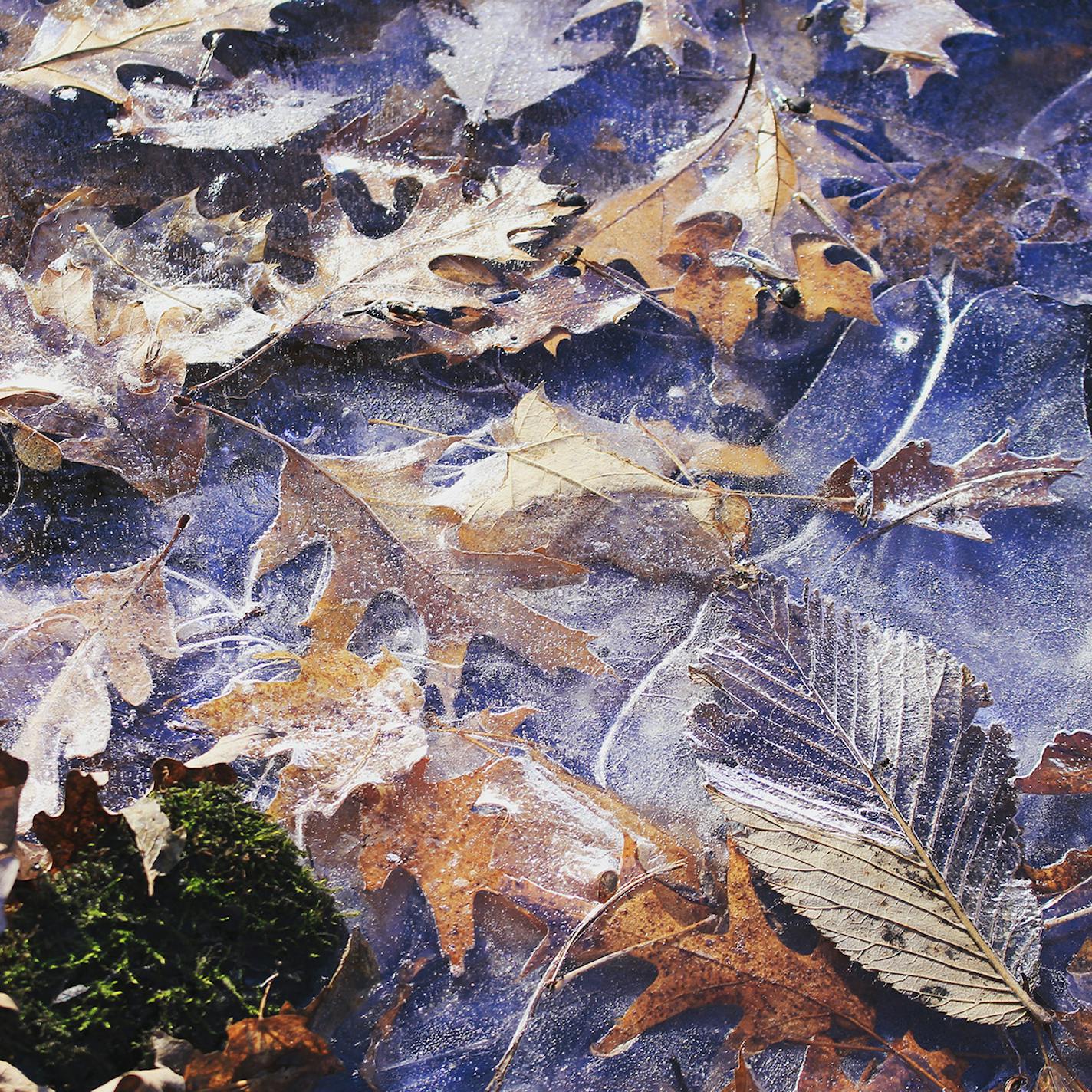 Wolsfeld Woods Scientific and Natural Area is a remnant of a Big Woods ecoystem that once flourished in parts of Minnesota