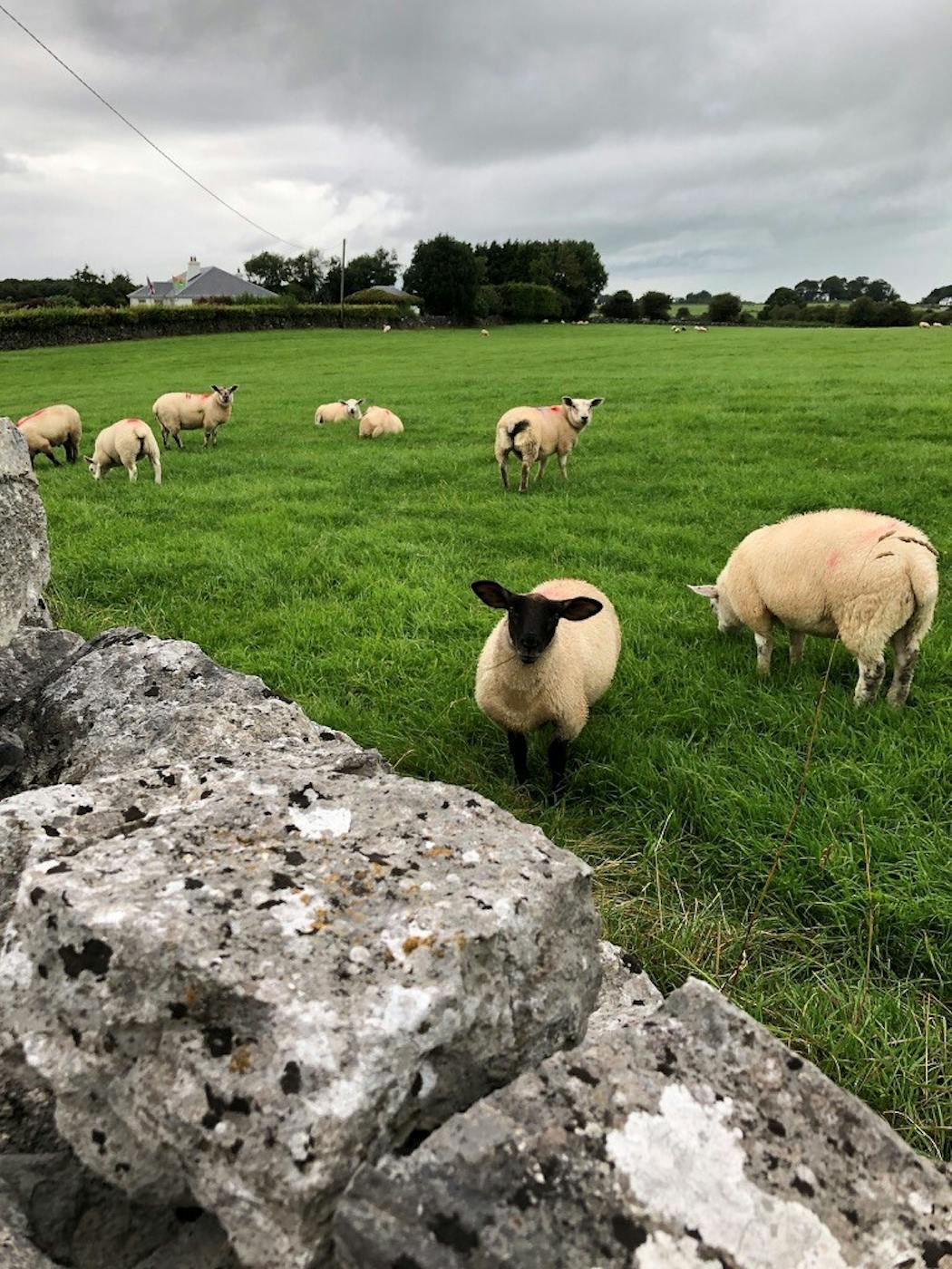 Kilmaine, County Mayo, Ireland.