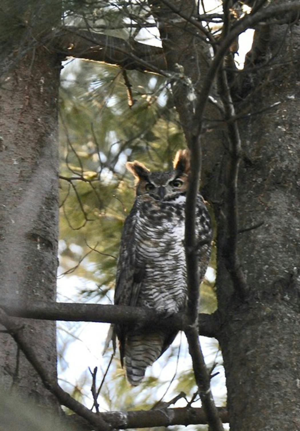 Great horned owls usually eat live prey.