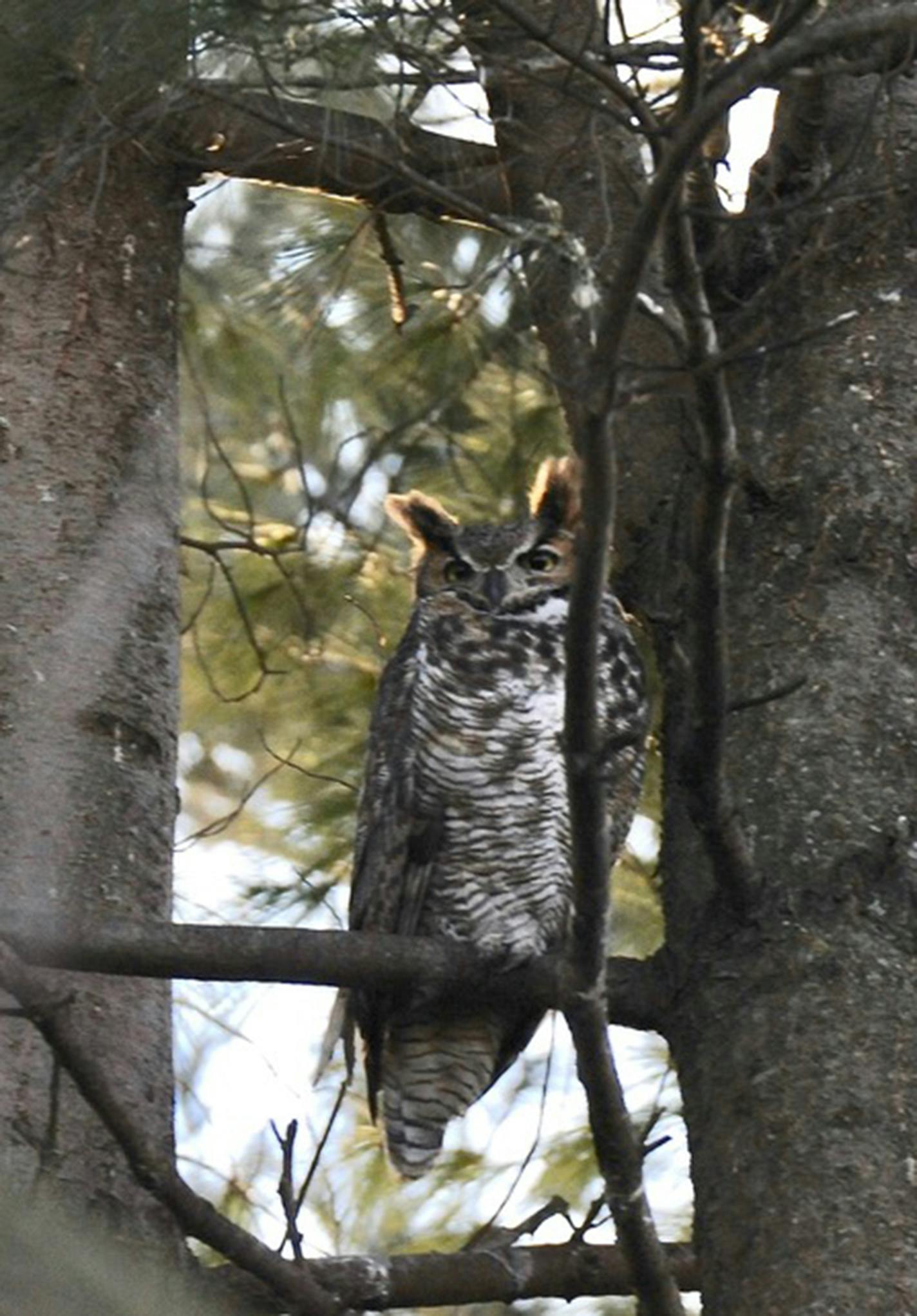 Great horned owls usually eat live prey.Jim Williams photo