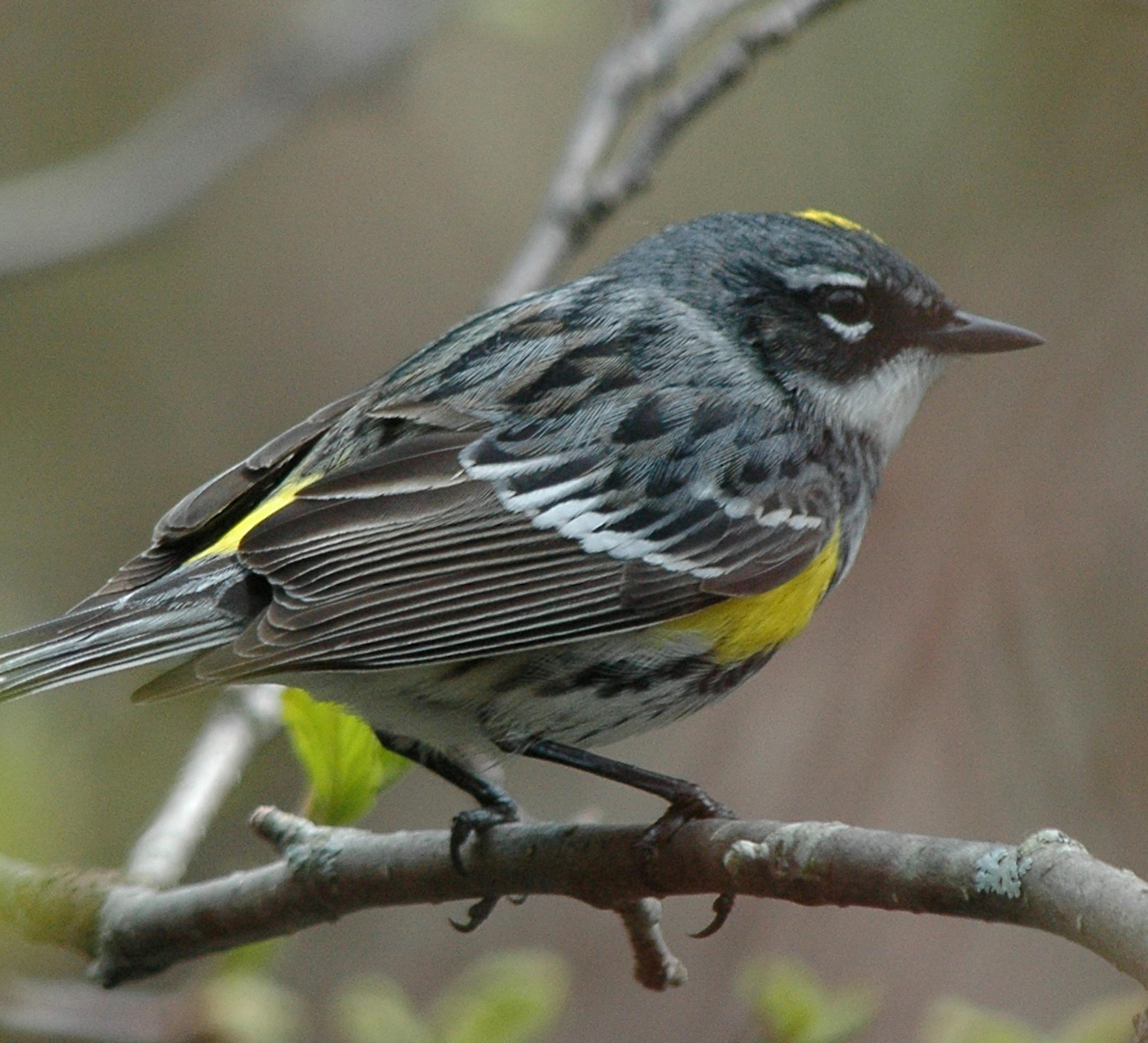 Yellow-rumped warblers will hawk insects over water, as this bird is doing at Westwood Nature Center in St. Louis Park. They almost always are the first of the warbler family to be seen here in the spring.
Photo by Jim Williams