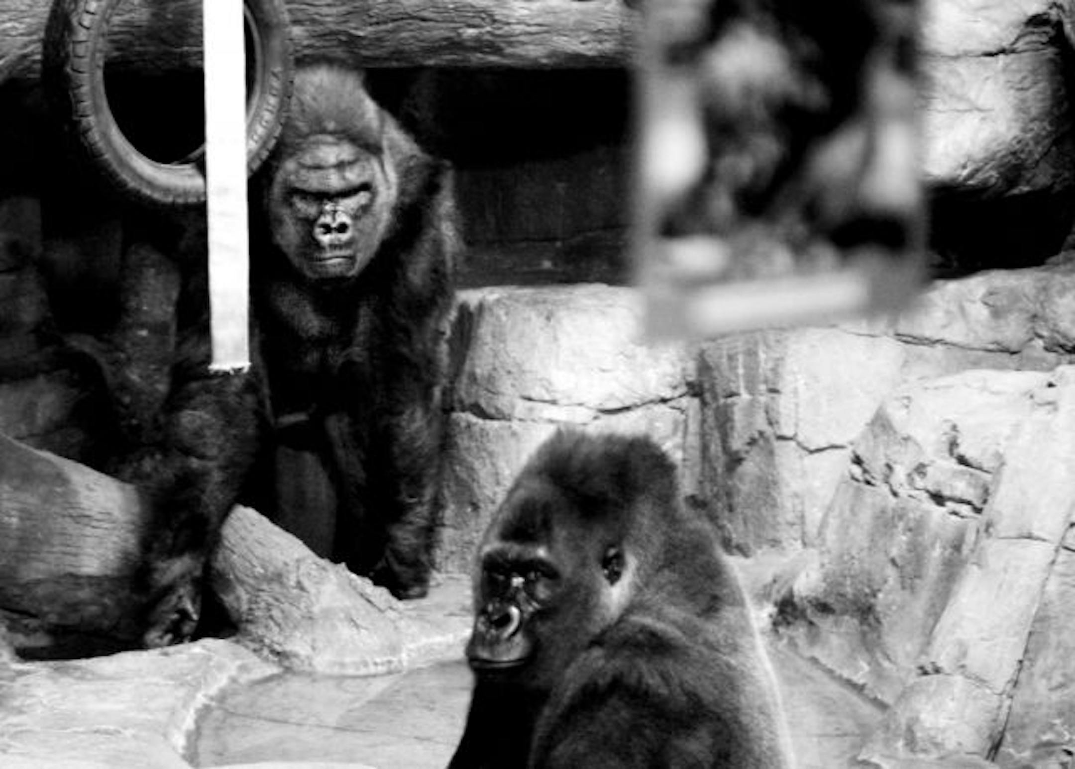 Schroeder, 24, in the back, and Togo, 21, are the two remaining gorillas at Como Zoo. Gordy's death has been hard on zoo visitors, the zookeepers and the gorillas themselves.