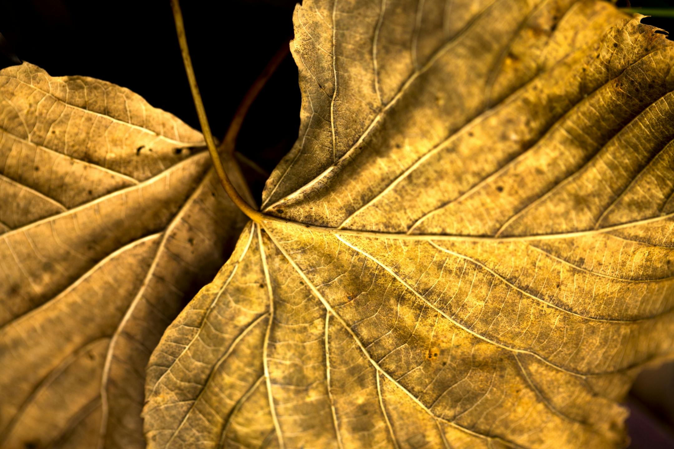 Even after the peak of fall color you can look for the textures of dried golden leaves that litter the forest floor.