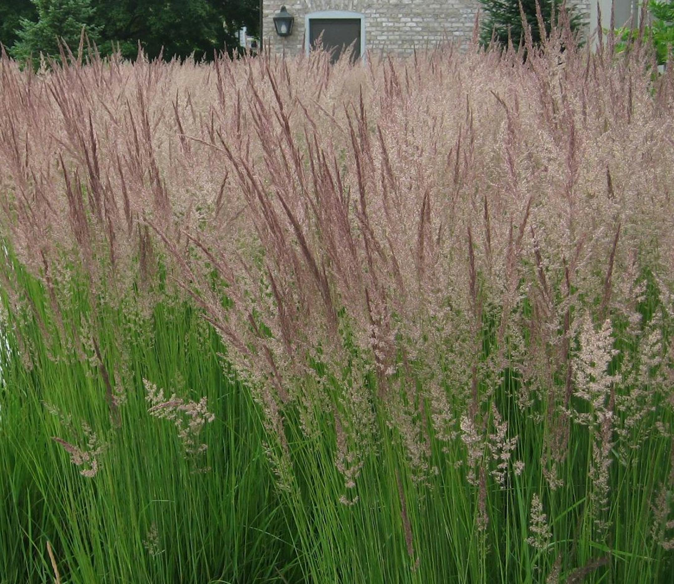 'Karl Foerster' feather reed grass