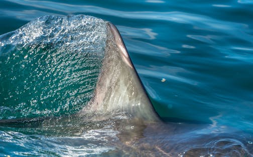 There were 64 confirmed unprovoked shark attacks worldwide last year. Shark trackers said there were another 41 provoked attacks around the world that they were able to confirm.