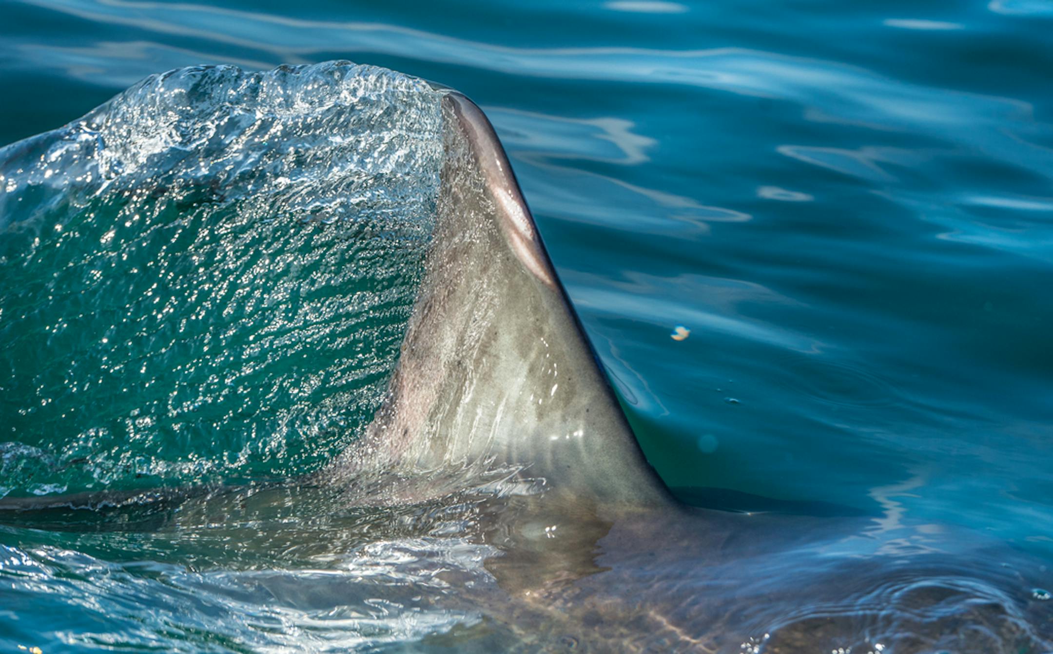 There were 64 confirmed unprovoked shark attacks worldwide last year. Shark trackers said there were another 41 provoked attacks around the world that they were able to confirm.