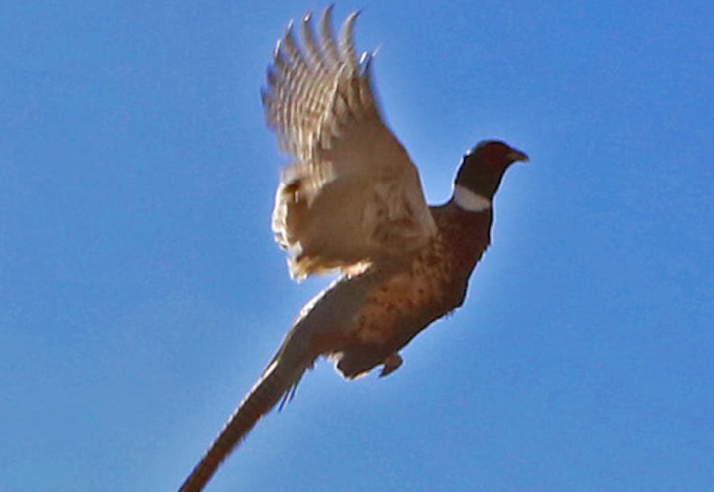 A rooster pheasant jumped into the air at the Minnesota Horse and Hunt Club in Prior Lake.