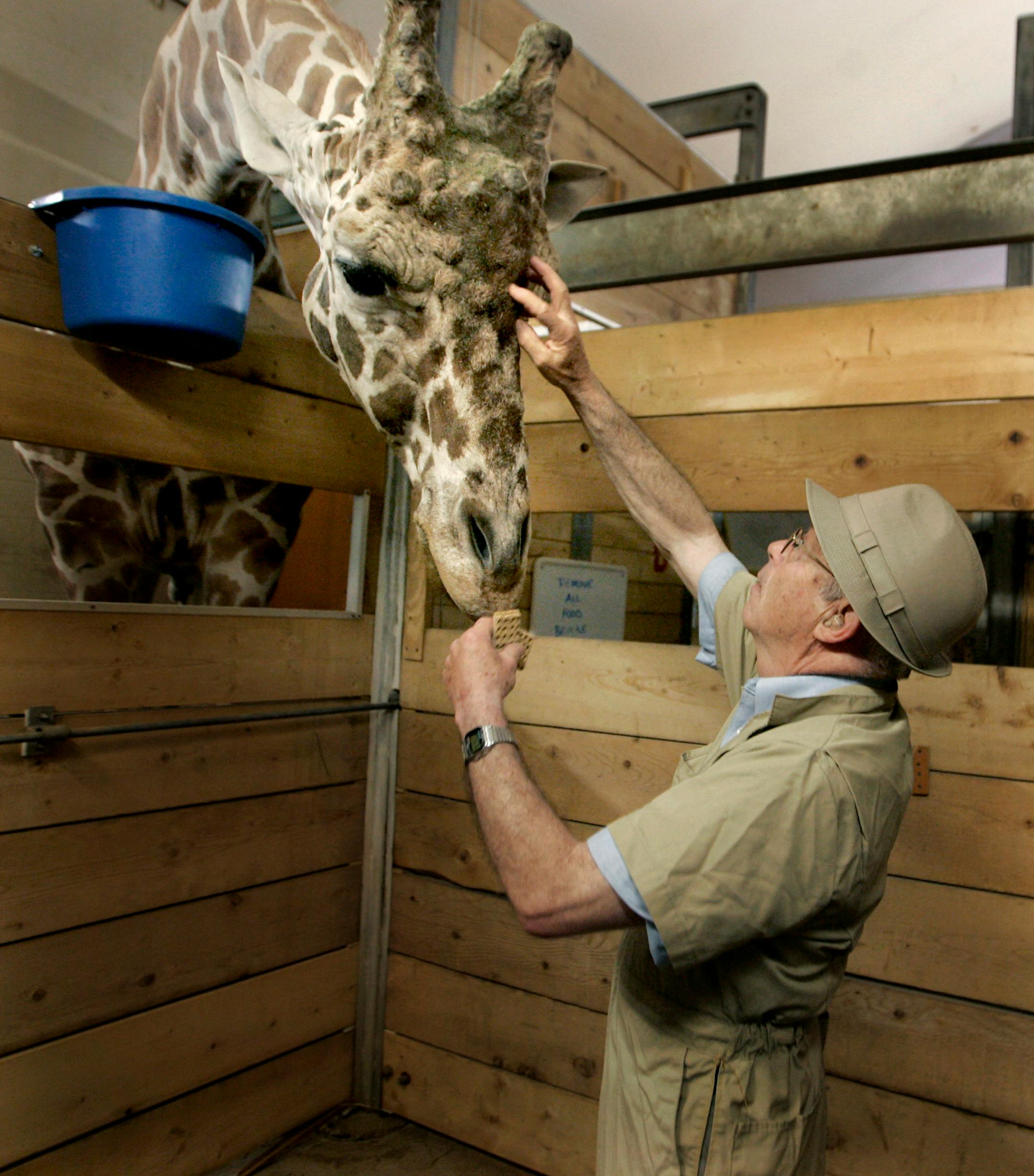 July 7, 2008 - St. Paul, MN - Ralph (Doc) Farnsworth coaxed 2800-lb. "Jahari" with crackers to check his eyes at the Como Zoo during his Monday rounds. For over 46 years "Doc" Farnsworth had been the lead veternarian at the Como Zoo. He now is retired and makes rounds on a volunteer basis. "First time I came to the Twin Cities, I came to the zoo," he said when he visited with another vet to check on a zebra.