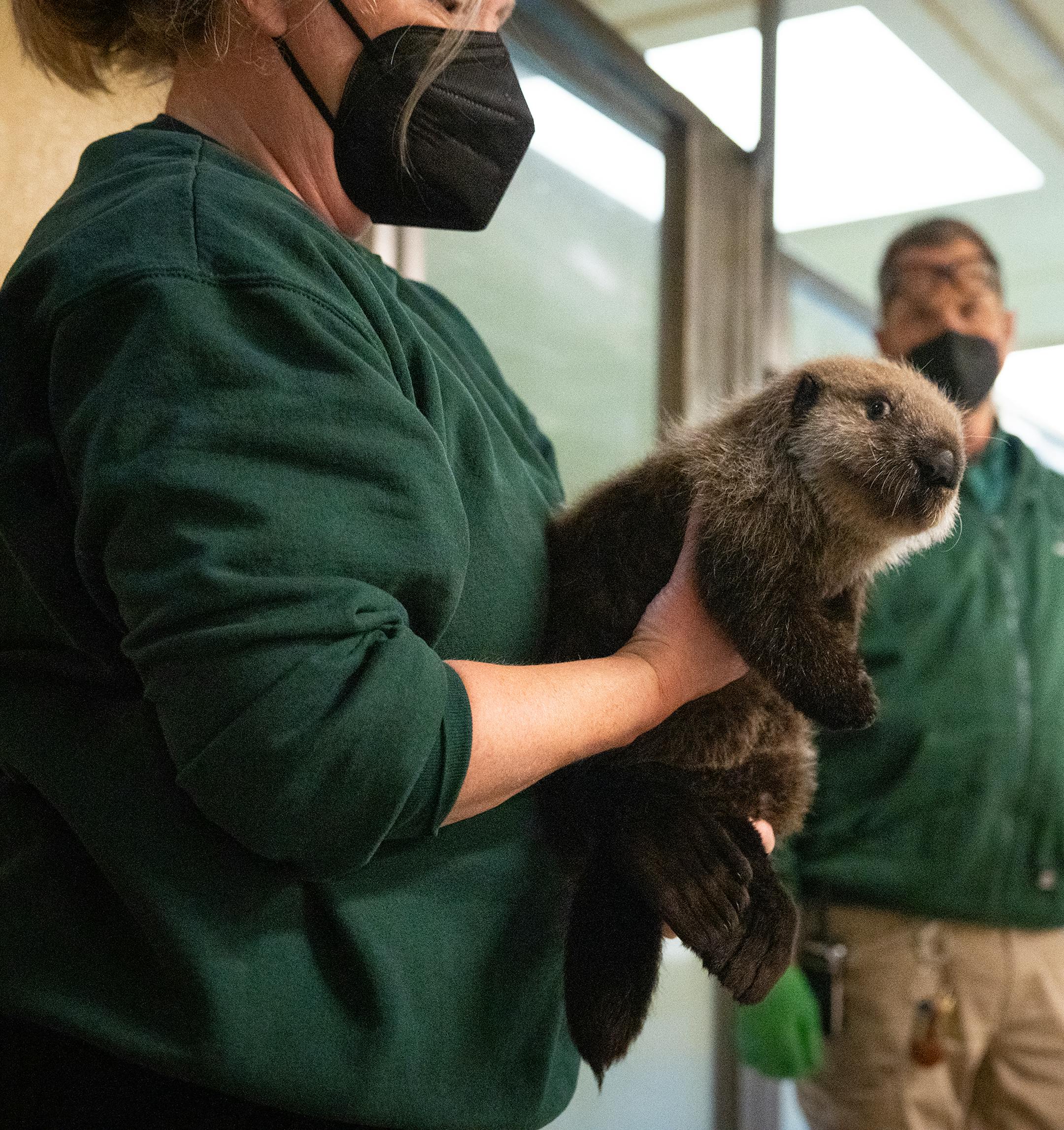 Zookeeper Christine Stich carries seven-week old otter pup Nuka to a table where she will be examined at the Minnesota Zoo in Apple Valley, Minn., on Wednesday, Oct. 25, 2023.