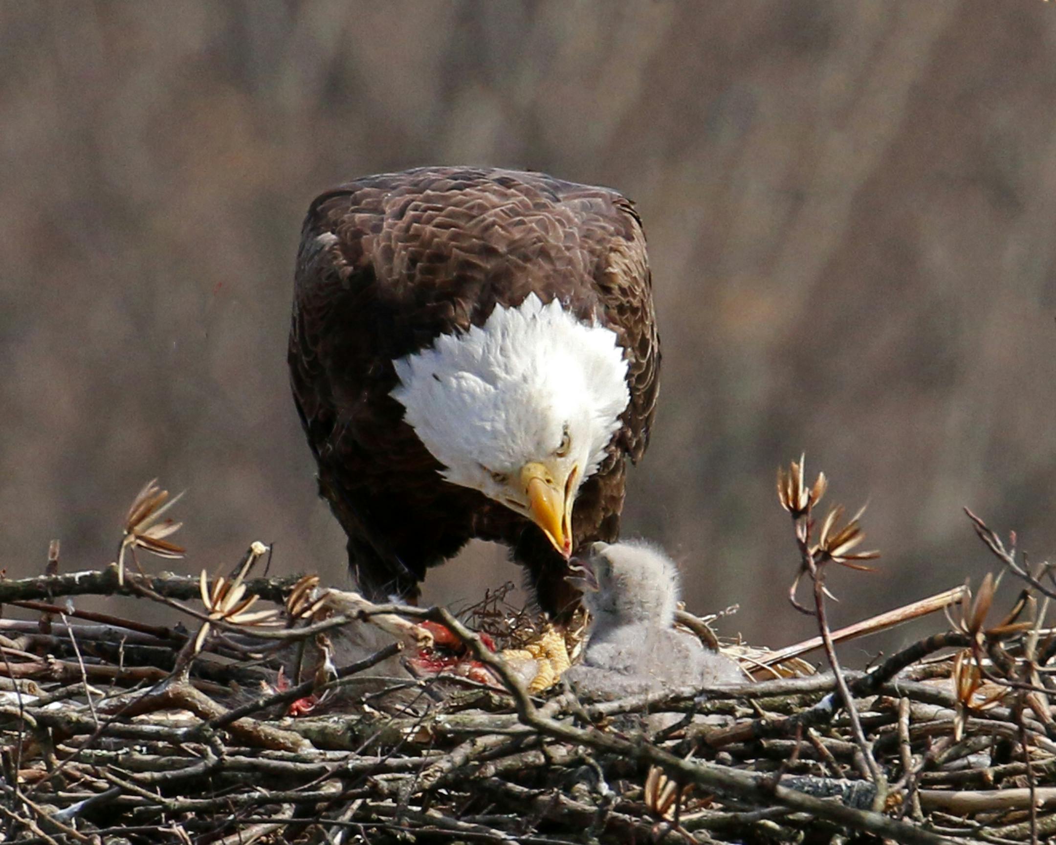 Photo by Phyllis Terchanik ONE-TIME USE ONLY WITH VAL's ColumnThe chick is about 2 weeks old, no longer a white ball of fluff.