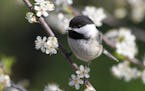 In spring, chickadees begin scouting for a nest site.