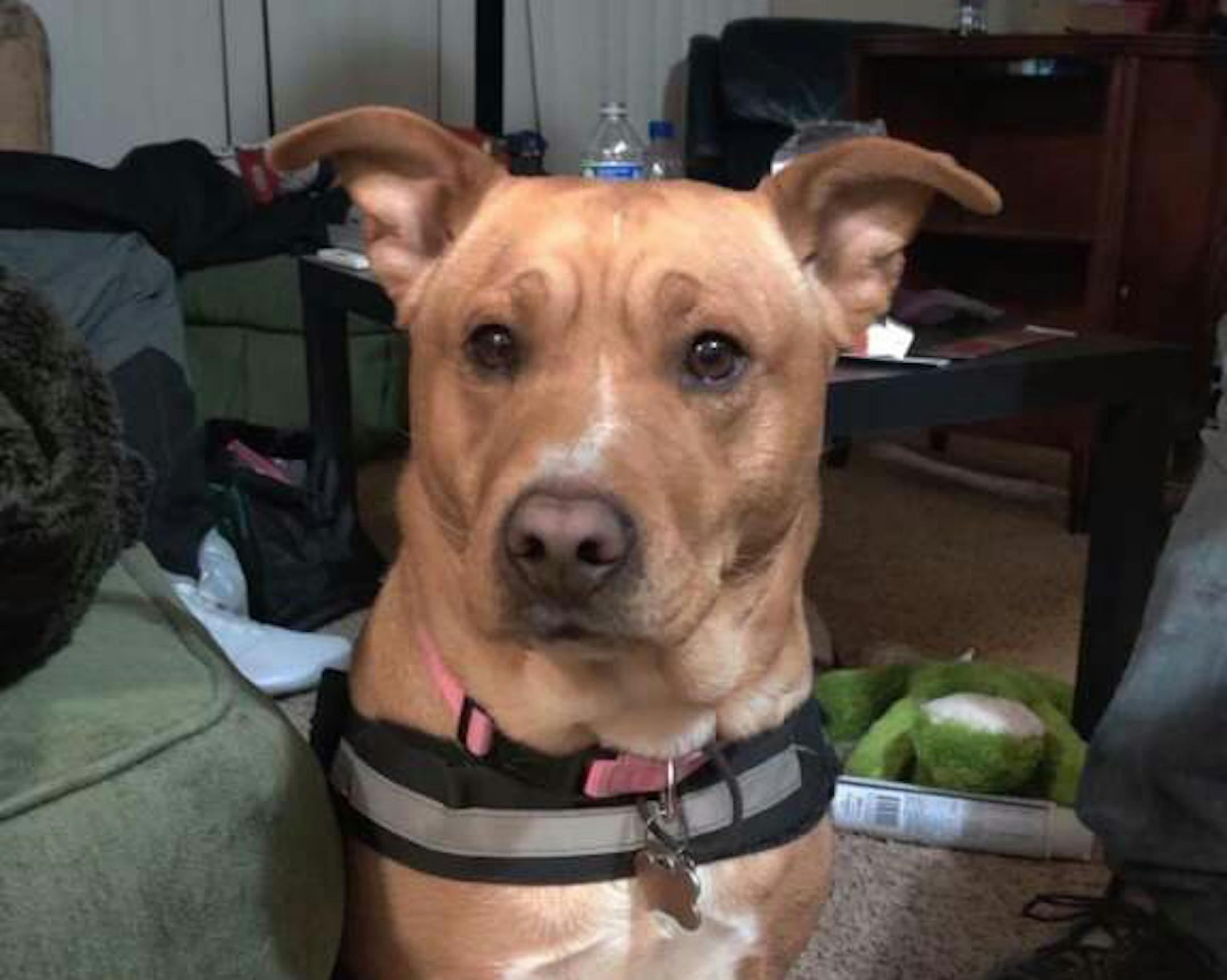 Ladybug, a therapy dog, has been reunited with its owner.