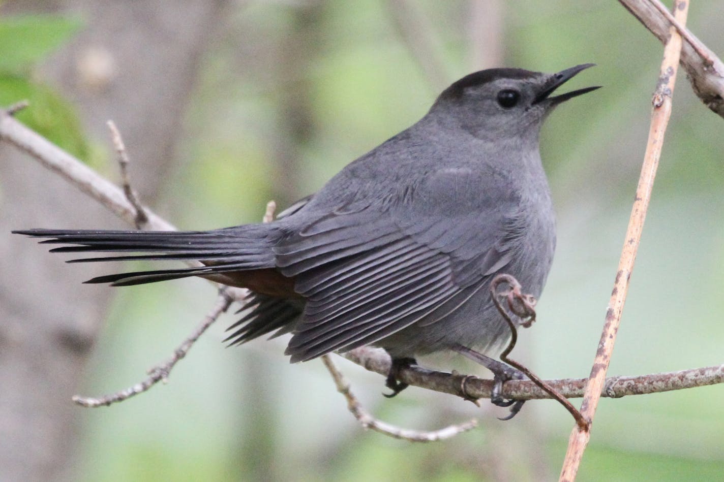 credit: Don Severson Gray catbirds sing from deep inside shrubs or vines, and they truly do make a &#x201a;&#xc4;&#xfa;meow&#x201a;&#xc4;&#xf9; sound.