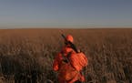 Grass is the No. 1 need for pheasants, and a new pheasant action plan wants to get more of it to boost Minnesota's pheasant population. File photo by 