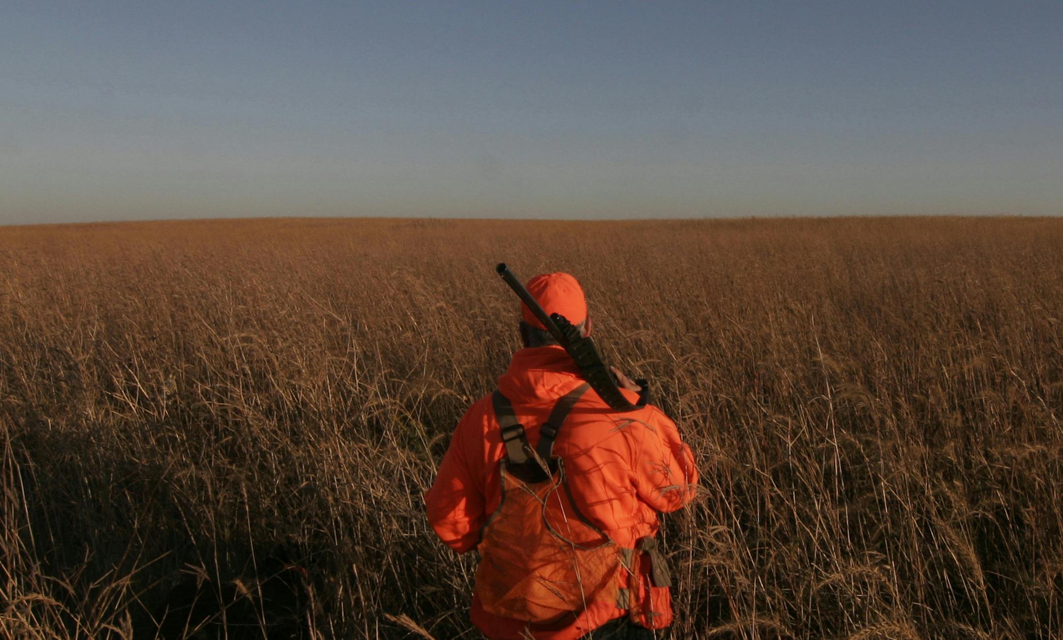 Grass is the No. 1 need for pheasants, and a new pheasant action plan wants to get more of it to boost Minnesota's pheasant population. File photo by Doug Smith/Star Tribune ORG XMIT: MIN1410131255338003 ORG XMIT: MIN1412031750130316