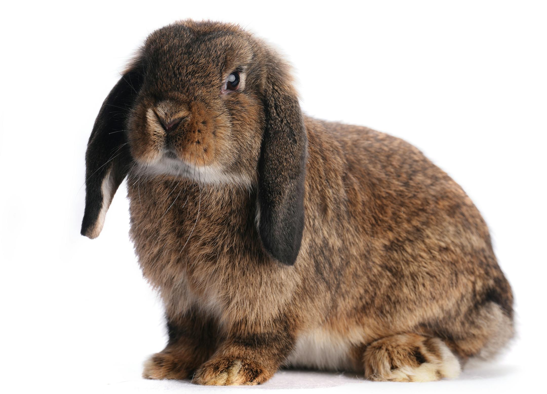 A Holland lop shown by Finn Dutton of Hudson, Wis.