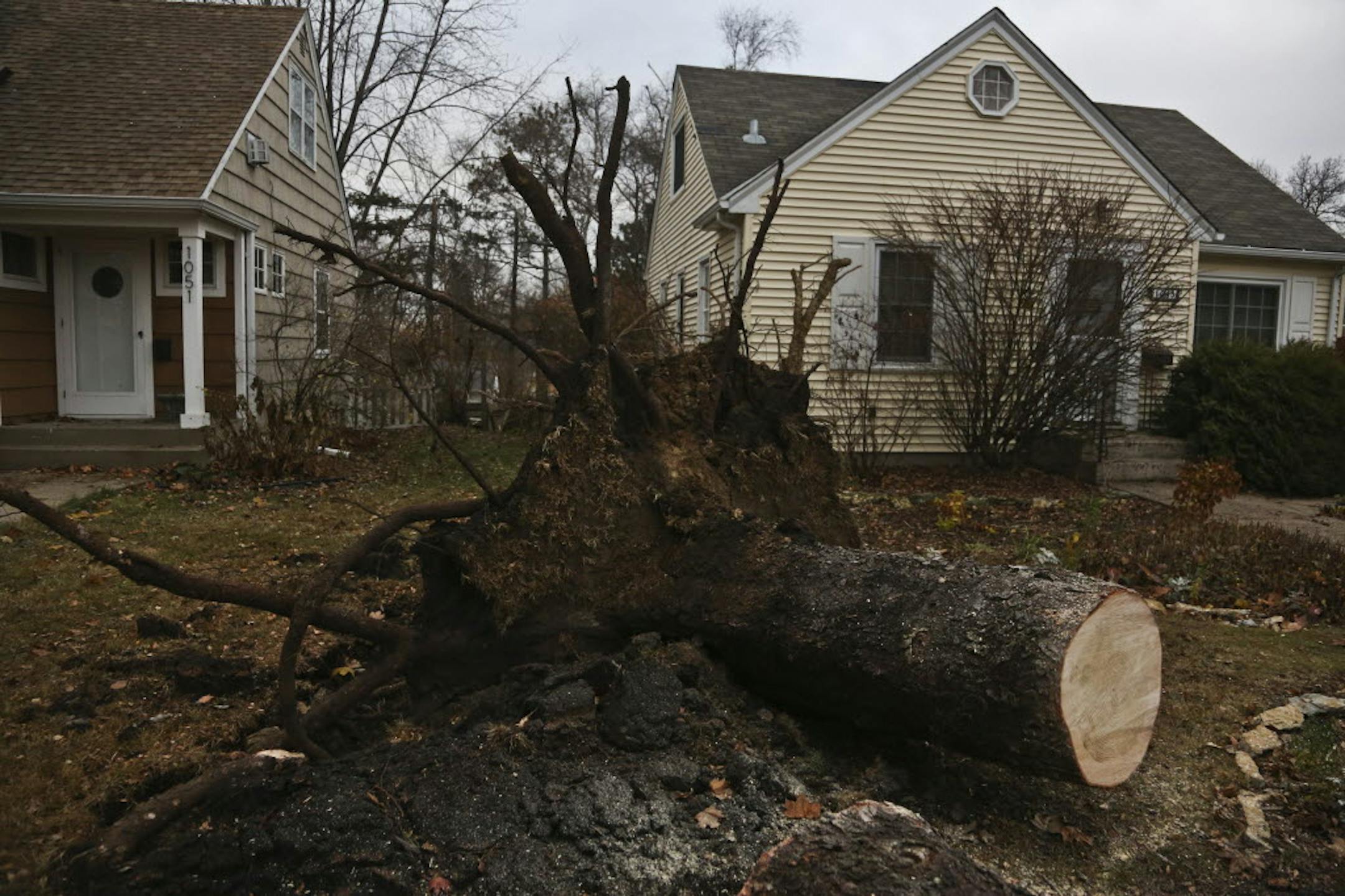 Tom Brotzman and Jim Wasson spent Sunday cleaning up the debris after a storm knocked down five trees on their West St. Paul property.