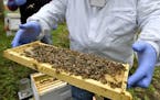 In this Oct. 12, 2018 file photo, a man holds a frame removed from a hive box covered with honey bees in Lansing, Mich. According to the results of an