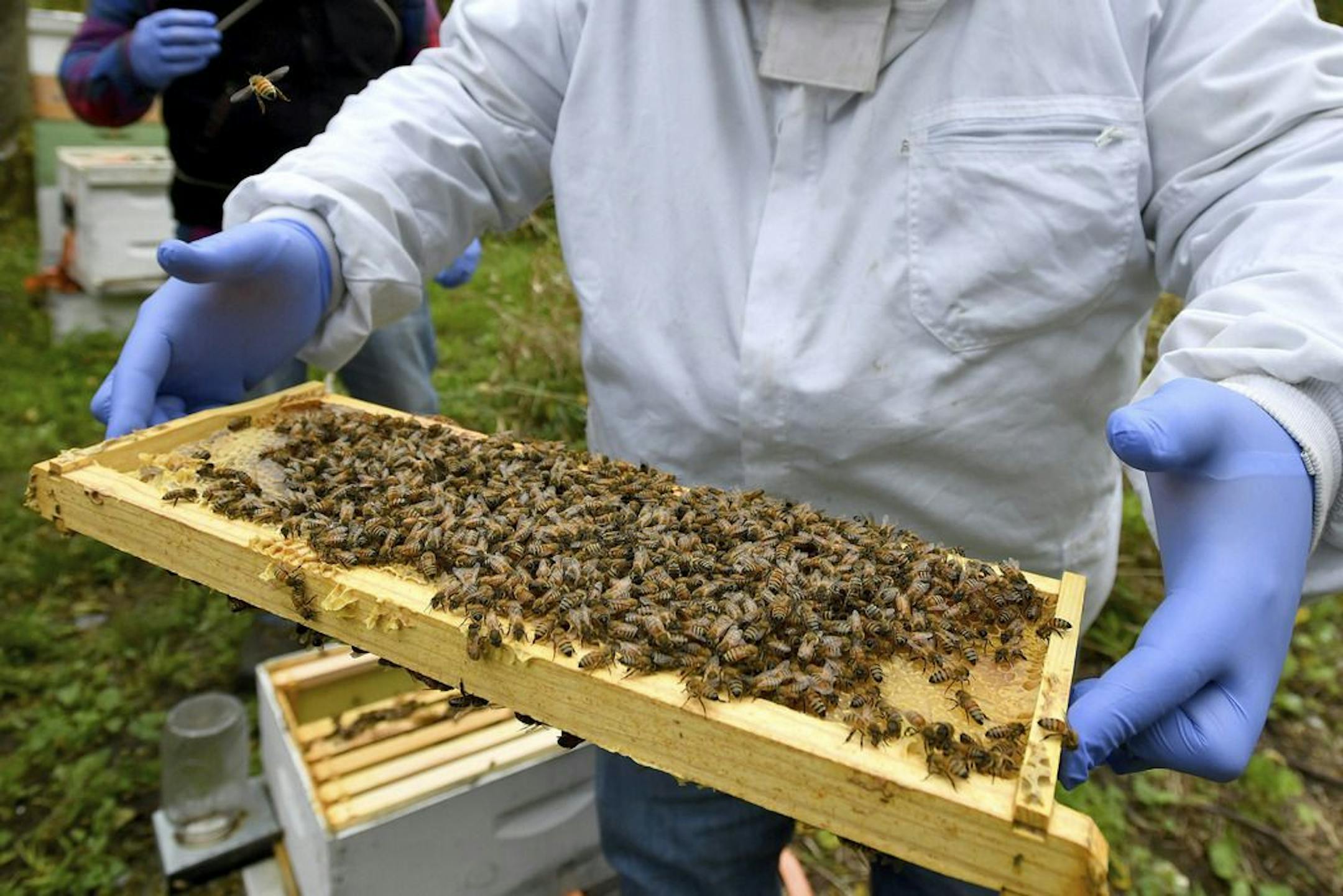 In this Oct. 12, 2018 file photo, a man holds a frame removed from a hive box covered with honey bees in Lansing, Mich. According to the results of an annual survey of beekeepers released on Wednesday, June 19, 2019, winter hit America's honeybees hard with the highest loss rate yet.