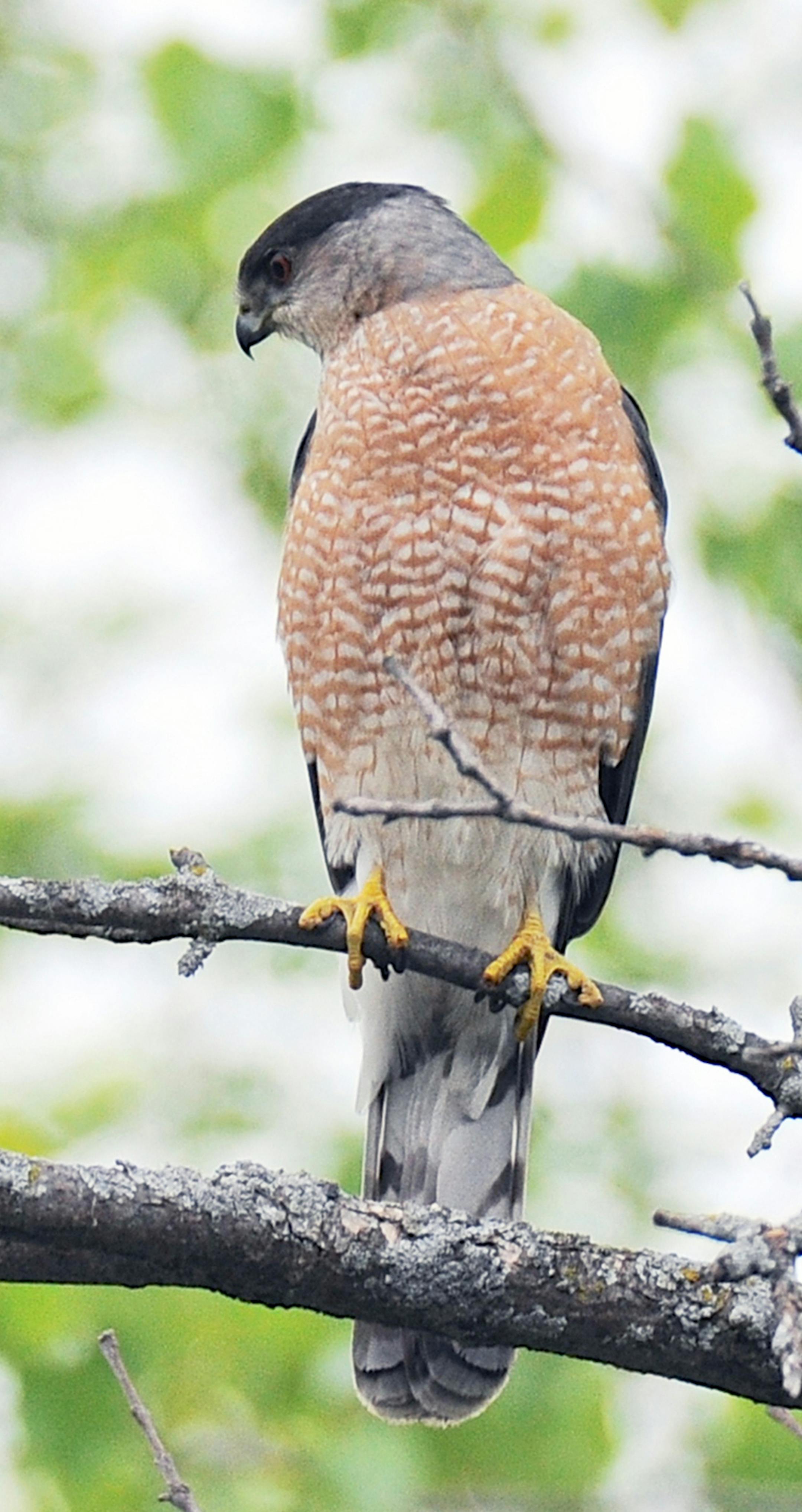 Photo by Jim Williams Special to the Star Tribune
A hungry Cooperís hawk, alert for a songbird meal, has learned to watch feeders for the birds they attract.