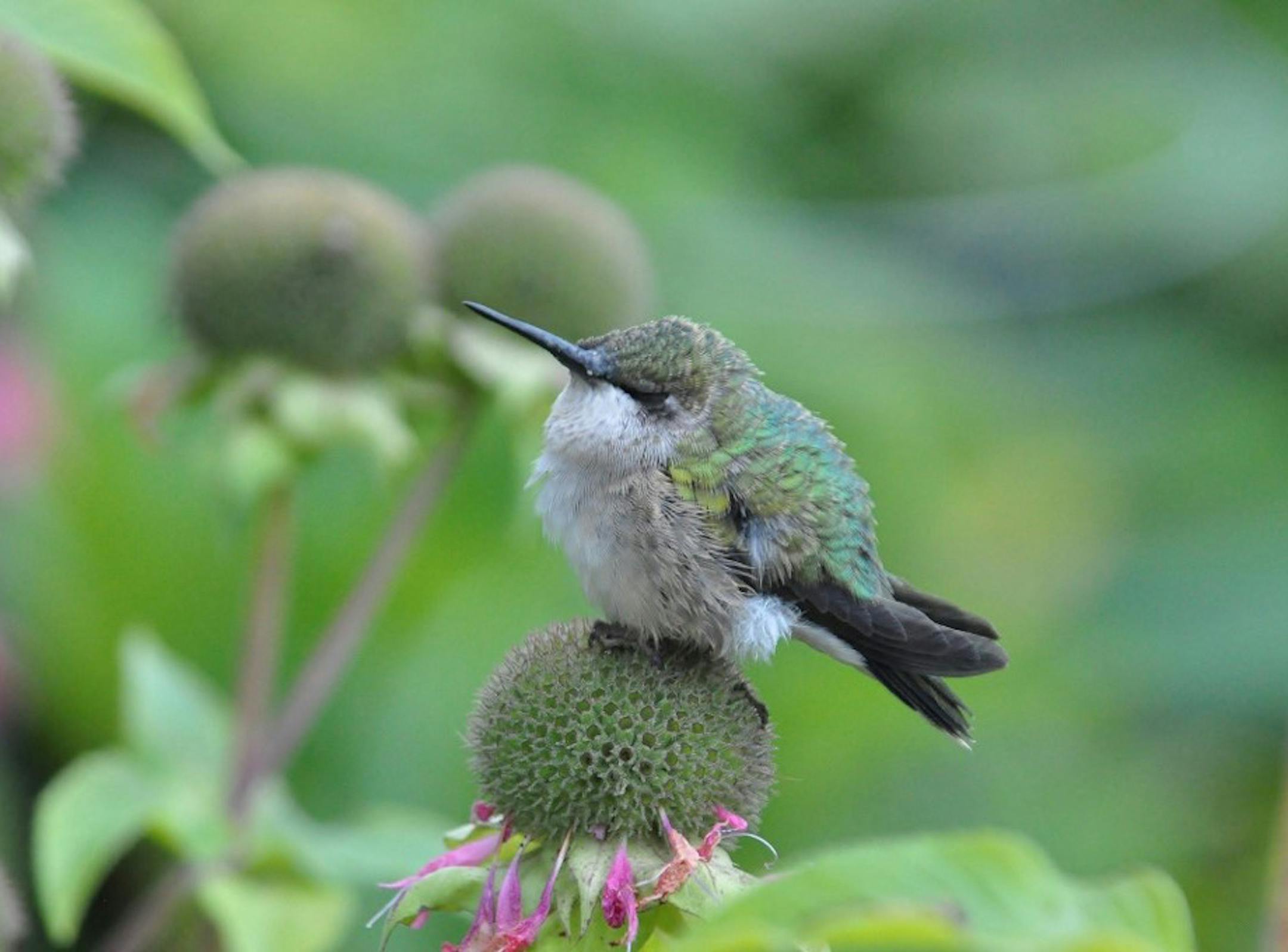 A youngster takes a quick nap after a frenetic morning of feeding.
credit: Beth Siverhus