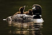 Minnesota's beloved loon population — the largest in the U.S. — is stable at about 12,000 breeding adults. But wildlife officials say vital nestin