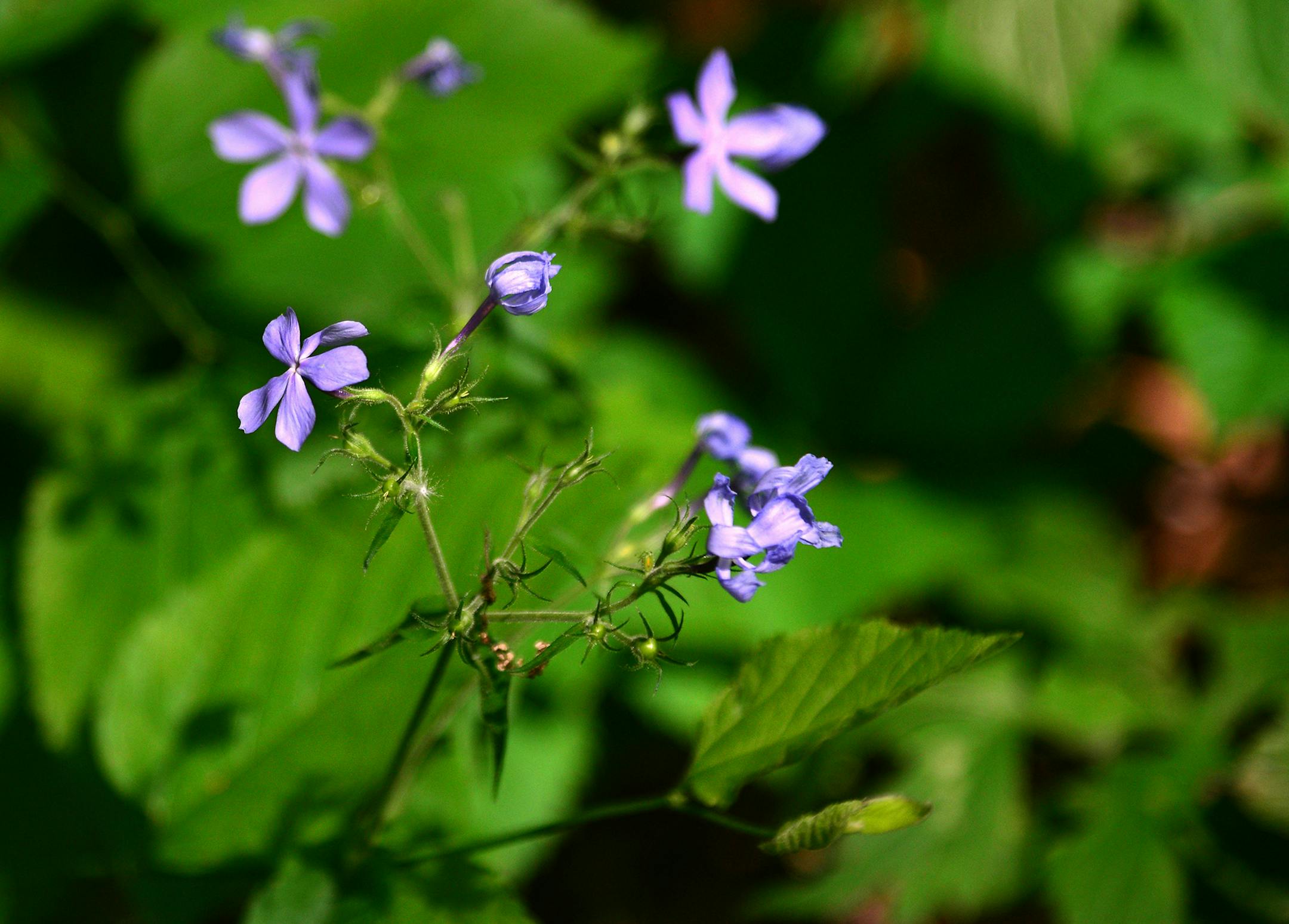 There are many wildflowers that grow on the forest floor these are Blue Phlox.] Former DNR executives Bob Djupstrom and Ellen Fuge spent some time touring Townsend Woods, a state Scientific and Natural Area near Morristown, Minn. on Tuesday June 4 2014. Richard.Sennott@startribune.com Richard Sennott/Star Tribune Morristown Minn. Tuesday 6/3/2014) ** (cq) ORG XMIT: MIN1406041007460827 ORG XMIT: MIN1406181623300692
