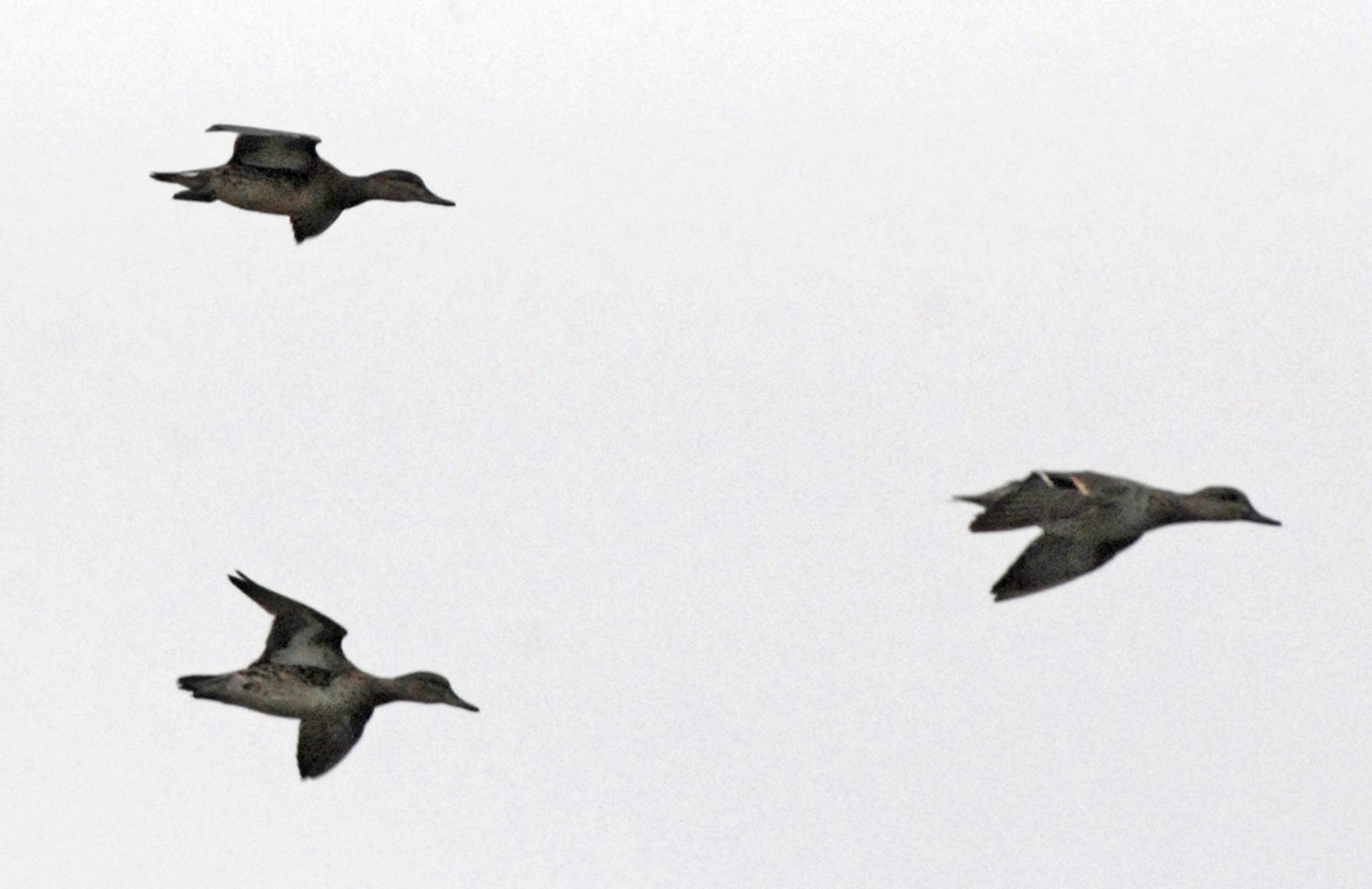 A trio of teal arrowed over the wild rice filled backwaters of the Mississippi River in northern Minnesota on Saturday. Teal and wood ducks were the most abundant waterfowl hunters saw in the region. ORG XMIT: MIN2013092618563522