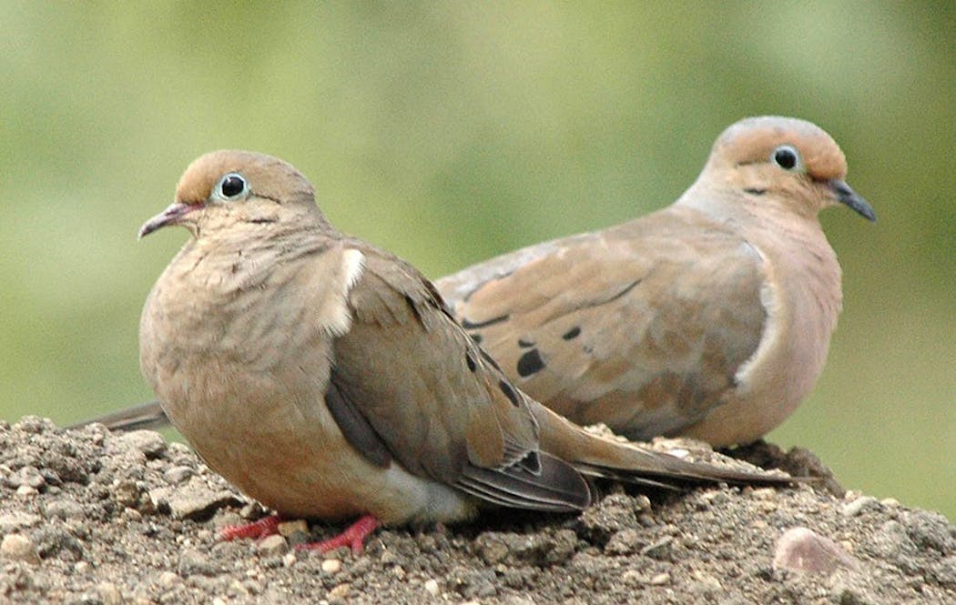 Mourning doves are a good local choice for the two doves of song fame.