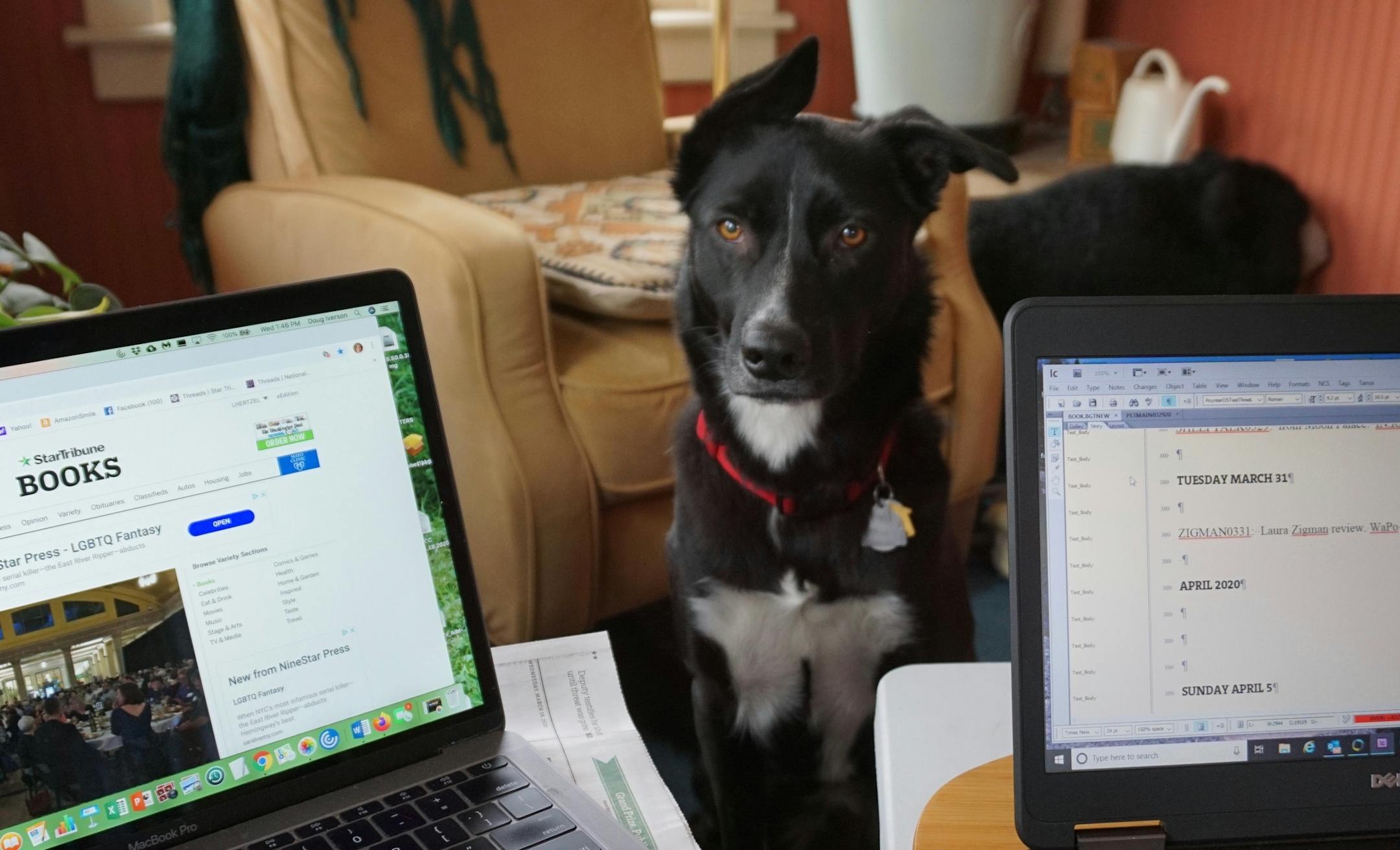 Angus is my stalwart companion while I work at home.