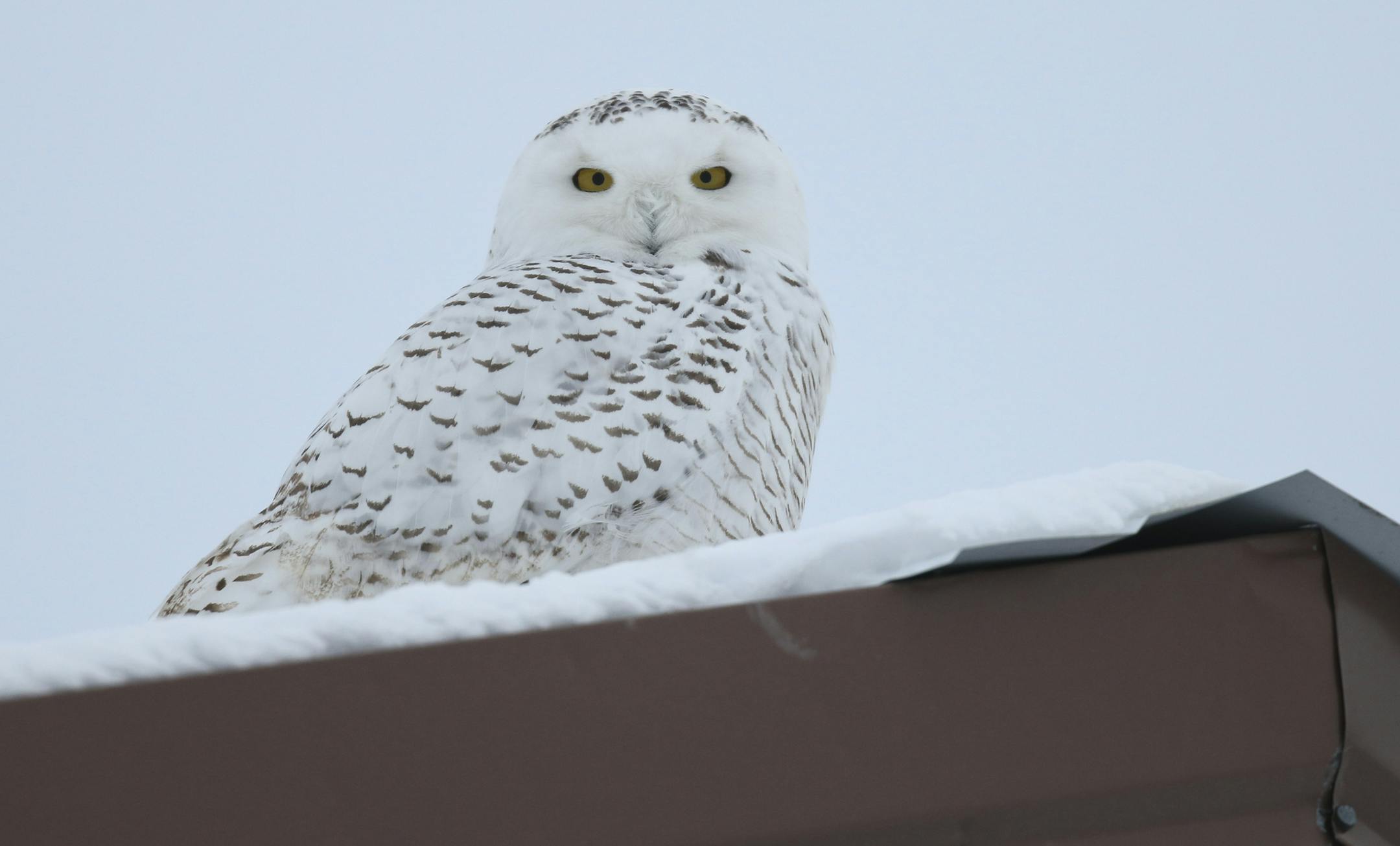 "Ramsey," one of 15 snowy owls being tracked nationally with small wireless transmitters, and the project's only suburban owl, prefers to stay within a mile or so of the COR development project along Hwy. 10 in Ramsey. The eight-month-old male owl was sitting on top of a garage while looking for prey Monday afternoon, February 24, 2014. ] JEFF WHEELER ‚Ä¢ jeff.wheeler@startribune.com