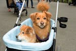 The increasingly common sight of pet dogs in strollers instead of on their paws, at Central Park in Manhattan, June 12, 2024.