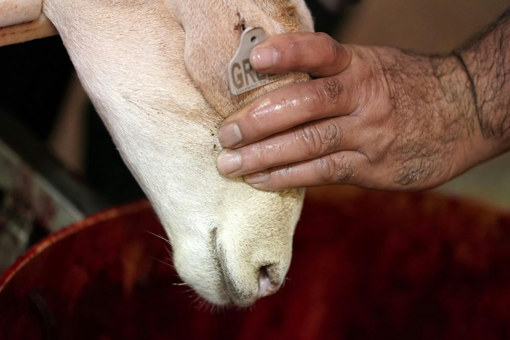 A goat was prepared for ritual slaughter by first covering the eyes.