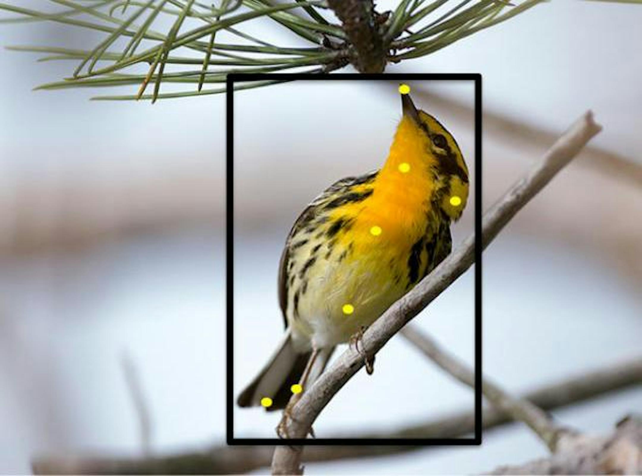 Users helped train Merlin to recognize 400 bird species including Blackburnian warbler, shown here, by clicking on parts of the birds. Illustrates BIRDS (category a), by Elahe Izadi (c) 2015, The Washington Post. Moved Monday, June 8, 2015. (MUST CREDIT: Cornell University.)