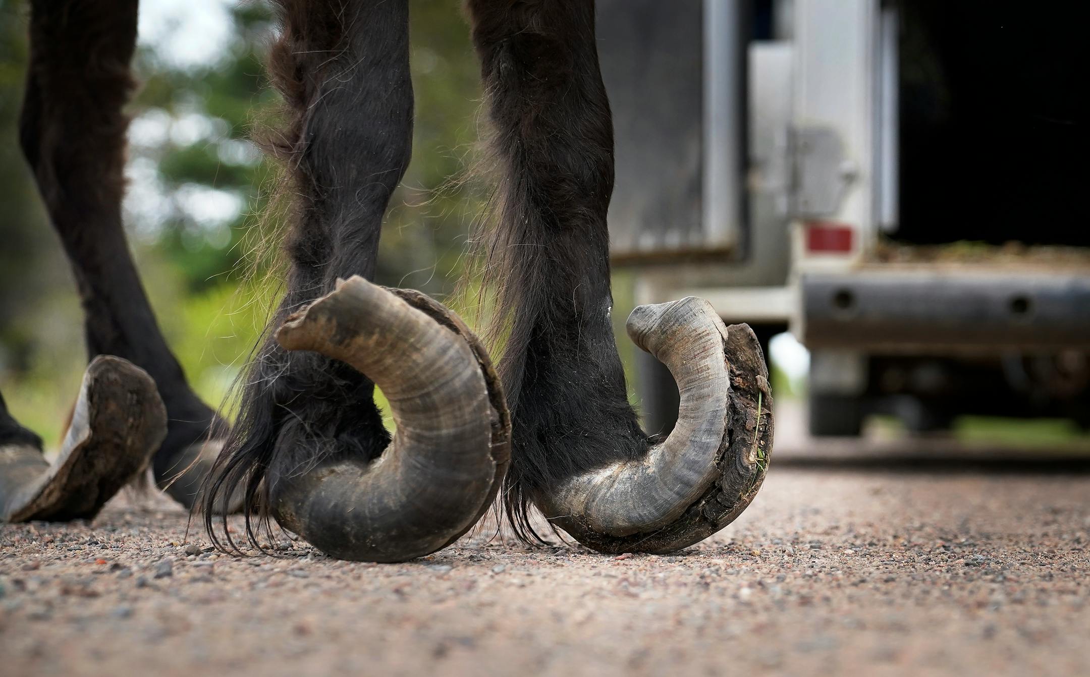 One of two rescued Shetland ponies, with hooves that have grown so long they have curled over, making it difficult for the pony to walk, that were surrendered to Animal Human Society agent Amanda Oquist after the owner was no longer able to take care of them.